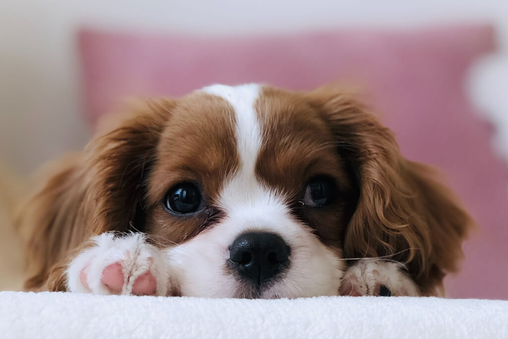 12-11 Pet photography