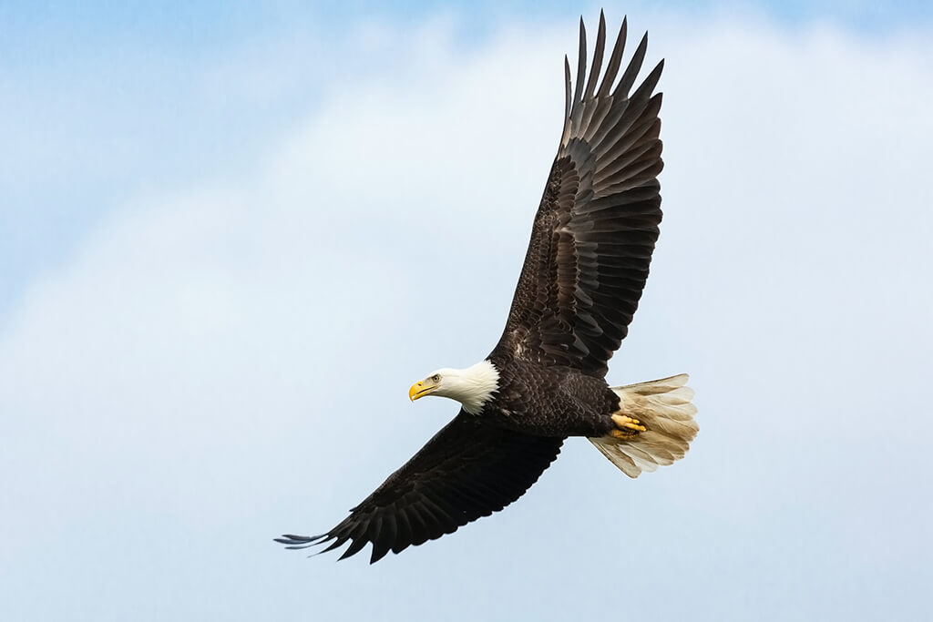 17-12 bird flying